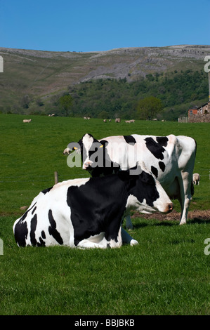 Holstein dairy cow sitting down in pasture Cumbria  Stock Photo