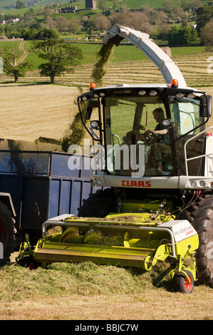 Claas 940 self propelled forage harvestor working in field Filling trailers with chopped grass Cumbria  Stock Photo