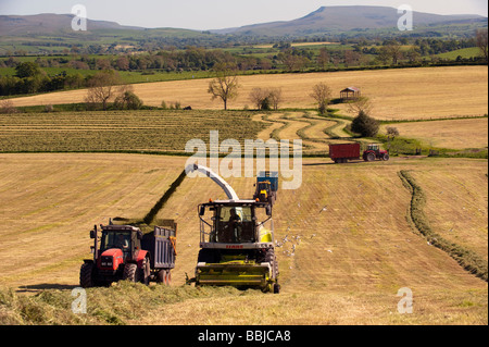 Claas 940 self propelled forage harvestor working in field Filling trailers with chopped grass Cumbria  Stock Photo