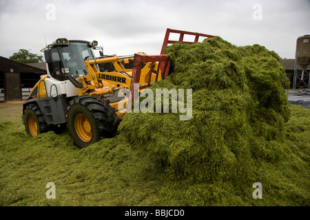 Loader working in a silage clamp Stock Photo