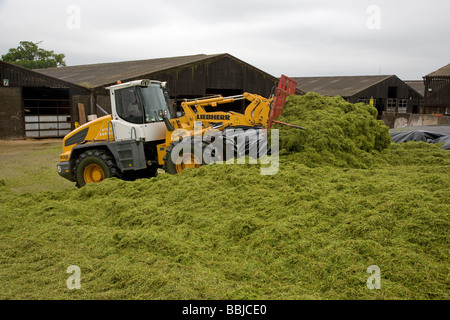 Loader working in a silage clamp Stock Photo