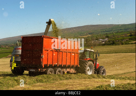 Claas 940 self propelled forage harvestor working in field Filling trailers with chopped grass Cumbria  Stock Photo