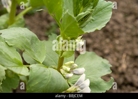 A young broad bean plant, Vicia faba, growing on an allotment Sheffield South Yorkshire England Stock Photo