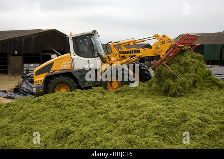 Loader working in a silage clamp Stock Photo