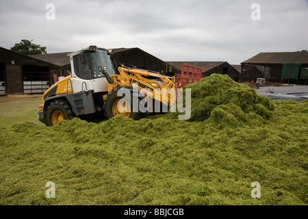 Loader working in a silage clamp Stock Photo