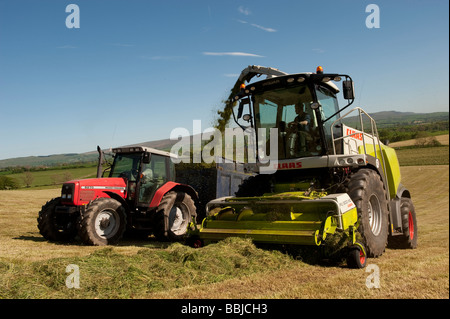 Claas 940 self propelled forage harvestor working in field Filling trailers with chopped grass Cumbria  Stock Photo