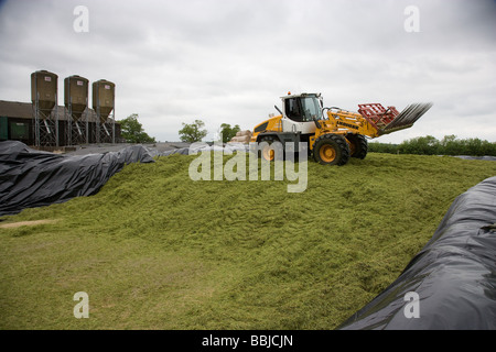 Loader working in a silage clamp Stock Photo