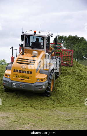 Loader working in a silage clamp Stock Photo