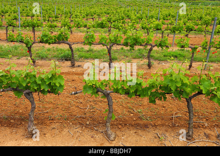 Vine grapes with young green spring leaves Minervois Languedoc-Rousillon France Vitis vinifera Stock Photo