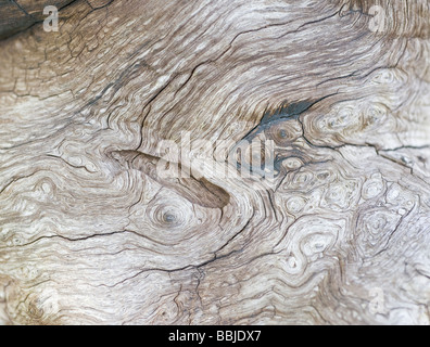 Details of the bark of an fallen oak tree, Sweden Stock Photo