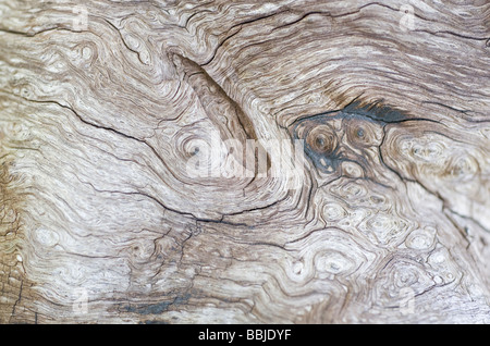 Details of the bark of an fallen oak tree, Sweden Stock Photo