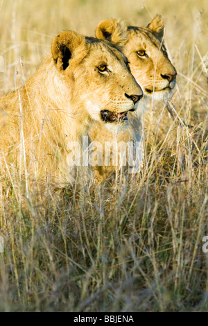 Portrait of a pair of young lions - Masai Mara National Reserve, Kenya Stock Photo