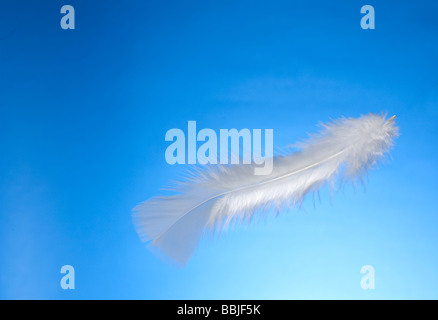 Feather Horizontal Stock Photo