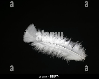 Feather Horizontal Stock Photo