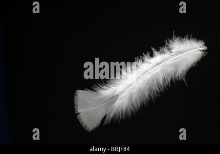 White Feather  Horizontal Stock Photo