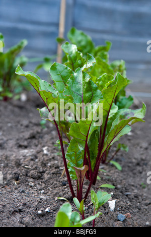 Beetroot plants, variety Boltardy, growing in garden Stock Photo