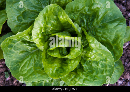 Home grown green salad lettuce growing in garden Stock Photo