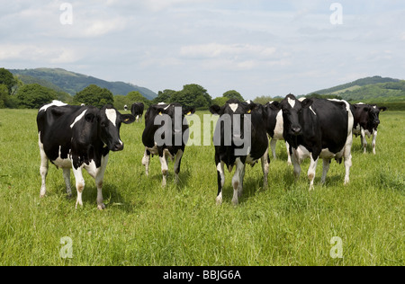 Herd of Friesian Holstein black and white Dairy cattle grazing in field of lush grass in sunshine Stock Photo