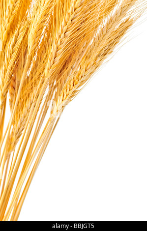 Stalks of golden wheat grain isolated on white background Stock Photo