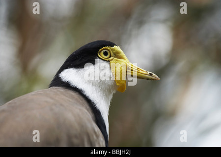 Masked Lapwing Spur winged Plover Vanellus miles Sydney New South Wales Australia Stock Photo