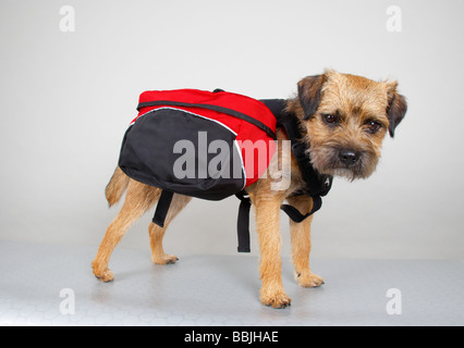 border terrier wearing doggie panniers Stock Photo