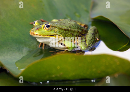 European edible frog, waterfrog (Rana esculenta) sitting on a water lily leaf (Nymphaea alba) Stock Photo