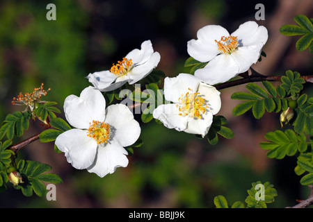 Rose, flowering white rose (Rosa omeiensis f. pteracantha) Stock Photo