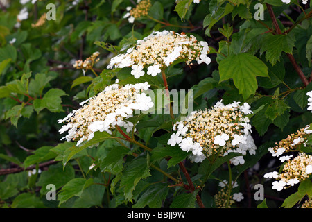 Flowering Snowball Tree, European Cranberrybush, Guelder Rose, Water Elder, Cramp Bark (Viburnum opulus) poisonous plant Stock Photo