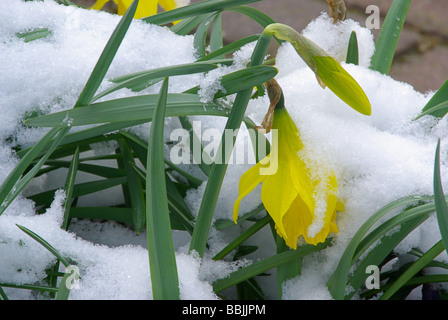 Osterglocke daffodil 21 Stock Photo