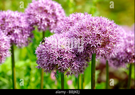Purple Allium flowers also known as Dutch Garlic (Allium aflatunense) Stock Photo