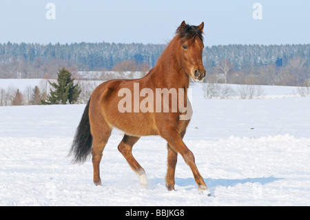Paso Fino horse - trotting in snow Stock Photo