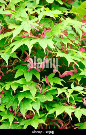 Maple tree with seed cases Stock Photo