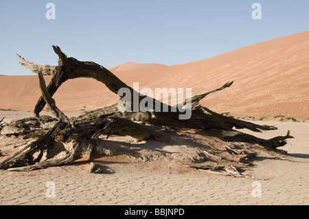 Dead Camelthorn Trees, Arcacia Erioloba, Deadvlei, near Sossusvlei, Naukluft  Desert  Park, Sesriem, Namibia Stock Photo