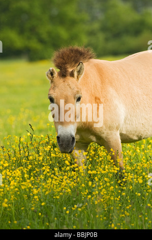 Przewalski's Horse (Equus przewalskii) Stock Photo