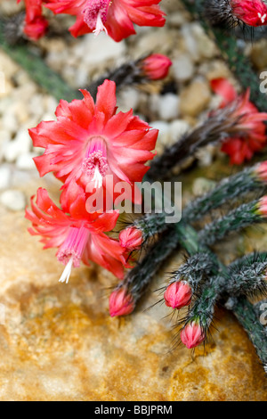 Viborita, Röd stavkaktus (Peniocereus viperinus Stock Photo - Alamy
