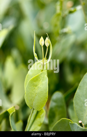 Jojoba (Simmondsia chinensis) Stock Photo