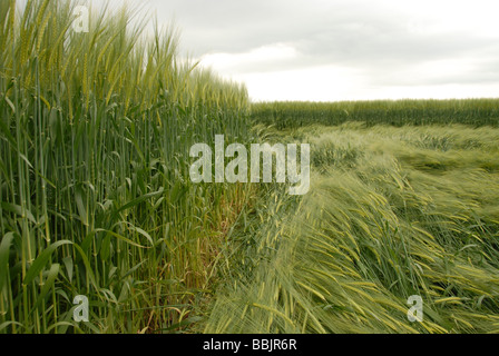 Ground level view of the crops swept to make the 2009 Yatesbury Dragonfly Crop Circle, Nr Avebury/Silbury Hill, Wiltshire UK Stock Photo