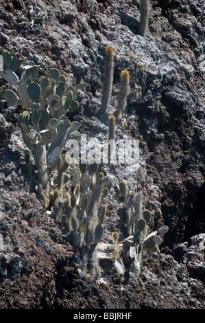 Prickly pear cactus (Opuntia sp.) and Candelabra Cactus (Jasminocereus thouarsii) grows on Champion Islands Galapagos Stock Photo