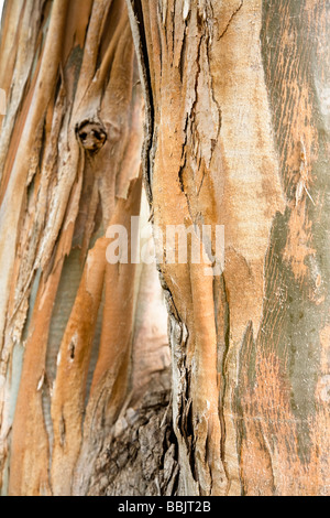 Two-trunk tree. Tree with split trunks Stock Photo - Alamy