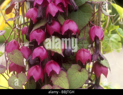 Rhodochiton atrosanguineus - Purple Bell Vine Stock Photo