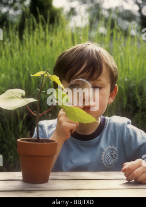 Boy looking at runner bean plant with magnifying glass, UK  U.K. Stock Photo