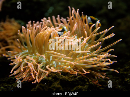 Orange Clownfish aka Anemone Fish, Amphiprion percula. Magnificent Sea Anemone or Ritteri Anemone, Heteractis magnifica. Stock Photo