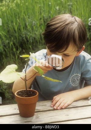 Boy looking at runner bean plant with magnifying glass, UK  U.K. Stock Photo