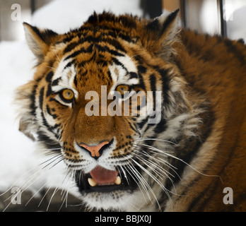 Yiung tiger portrait Novosibirsk ZOO Stock Photo