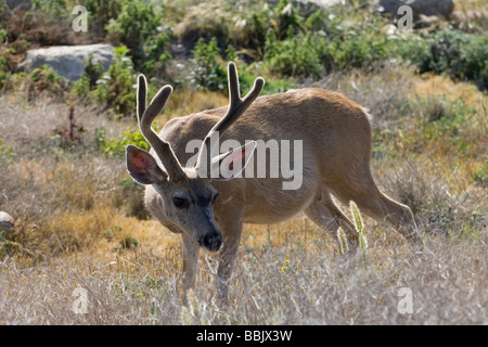 Mule Deer Buck in Pebble Beach, California. Stock Photo