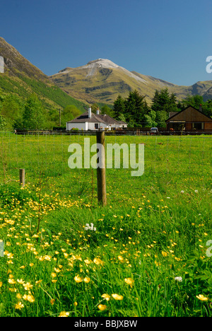 Flowers, Glen Nevis in summer Stock Photo