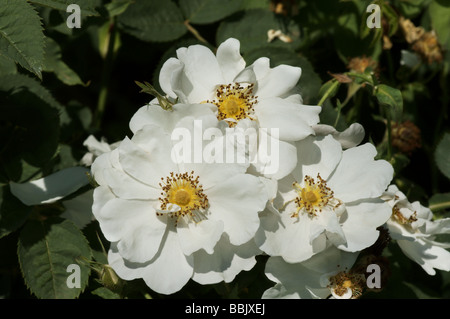 White Rose of York - Scotch Rose (Rosa alba) from Traite des