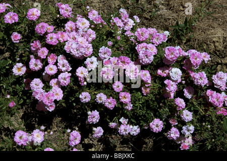 Petite Pink Scotch (Rosa) Plant