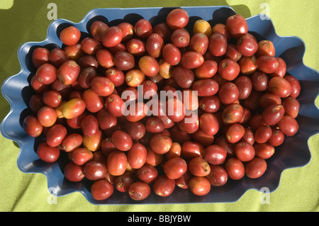 Elk187 3023 Mexico San Luis Potosi red coffee beans Stock Photo