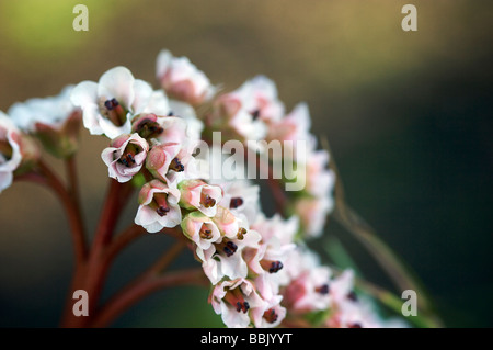 Flower. macro, spring, flower, boheh, soft, blossom, bud Stock Photo